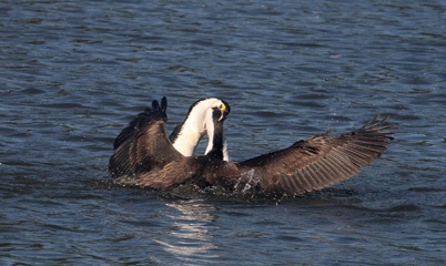 Pied cormorant feeding its chick